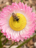 100+ ACROLINIUM Seeds - Helipterum roseum / Paper Daisy / Forever Flower / Container / Dried Flowers / Bouquet /  Strawflower / Rhodanthe / FLOWER DELIVERY