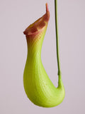Pitcher Plant: Green Exotic Floral Arrangement, Modern Decor faux plants