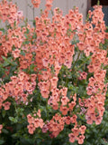 50+ Diascia 'Pink Queen' Twinspur Seeds  / Cottage Garden  (GJ34) F seeds bulk