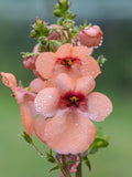 Diascia 'Pink Queen' Twinspur, Cottage Garden, 50 Seeds flower seeds