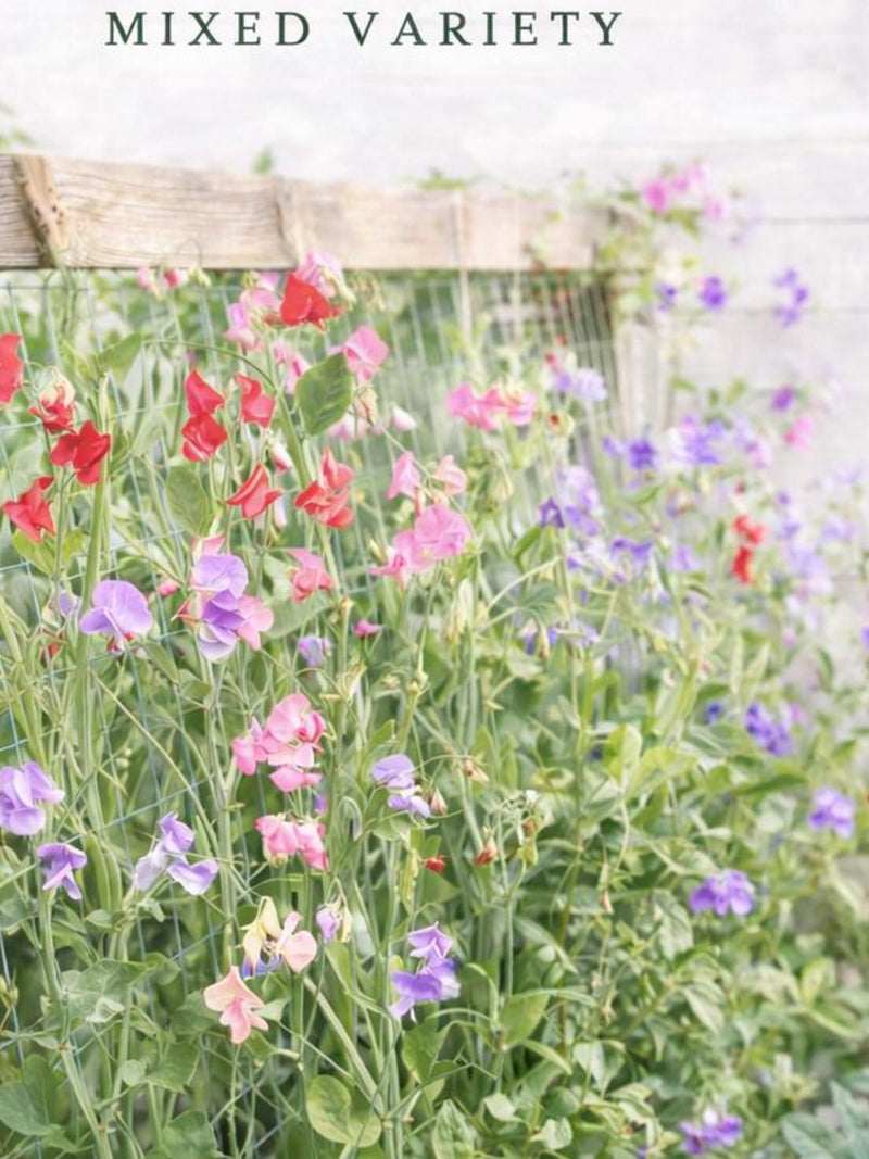 Sweet Pea Seeds | Mixed Variety flower seeds