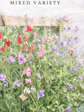 Sweet Pea Seeds | Mixed Variety flower seeds