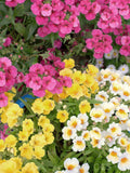 Nemesia Carnival Mix Seeds, Cottage Garden Flower, 50 Seeds seeds bulk