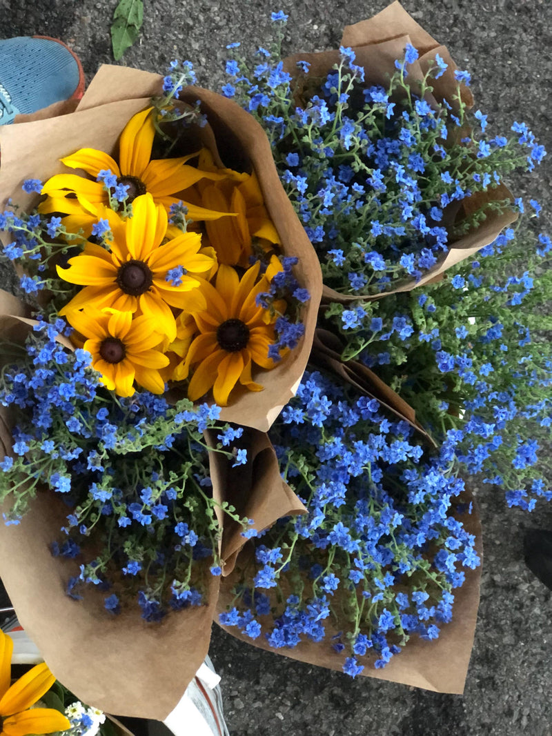 Blue Forget-me-not seed flower spore
