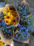 Blue Forget-me-not seed flower spore