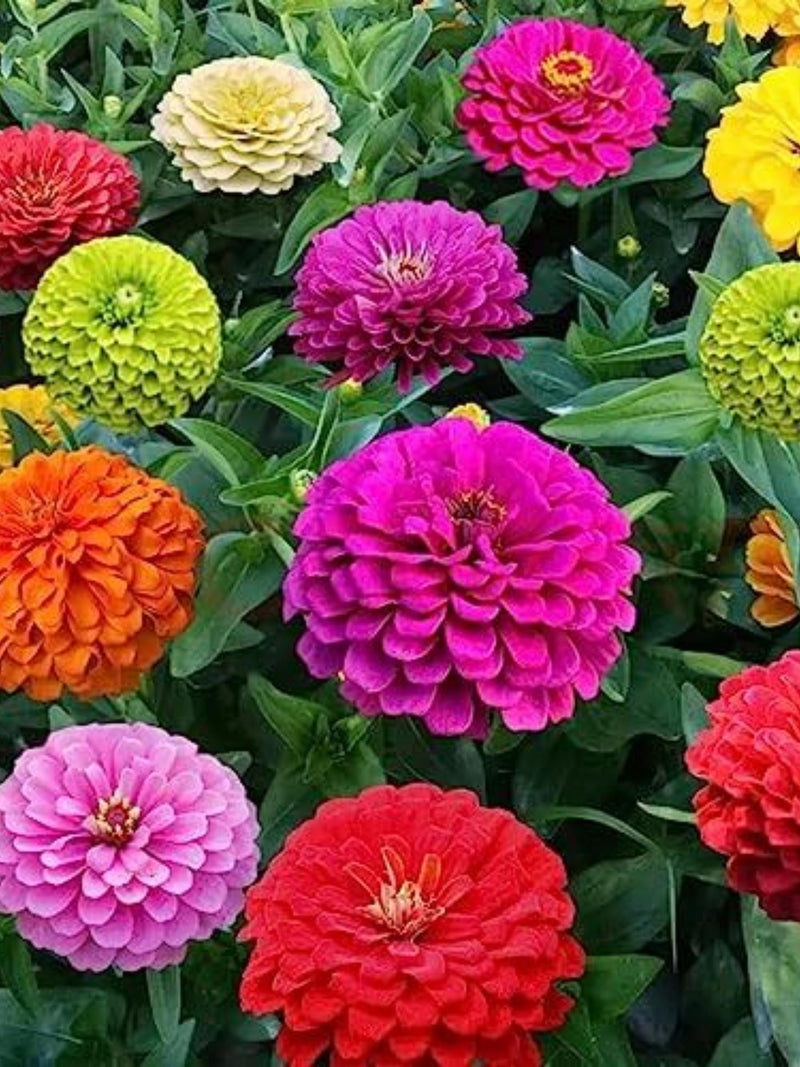1000+Heirloom Zinnia Seeds Bulk seeds bulk