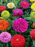 1000+Heirloom Zinnia Seeds Bulk seeds bulk