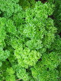 Organic Moss-Curled Parsley (Petroselinum crispum) | 25 Seeds flower spore