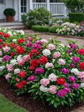 Camellia Flowered Mix Impatiens Seeds flower seeds