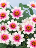 Dwarf Cherry Bicolor Zinnia Seeds Ð Red White Flowers, Compact Summer Garden Bloom_30 seeds flower seeds