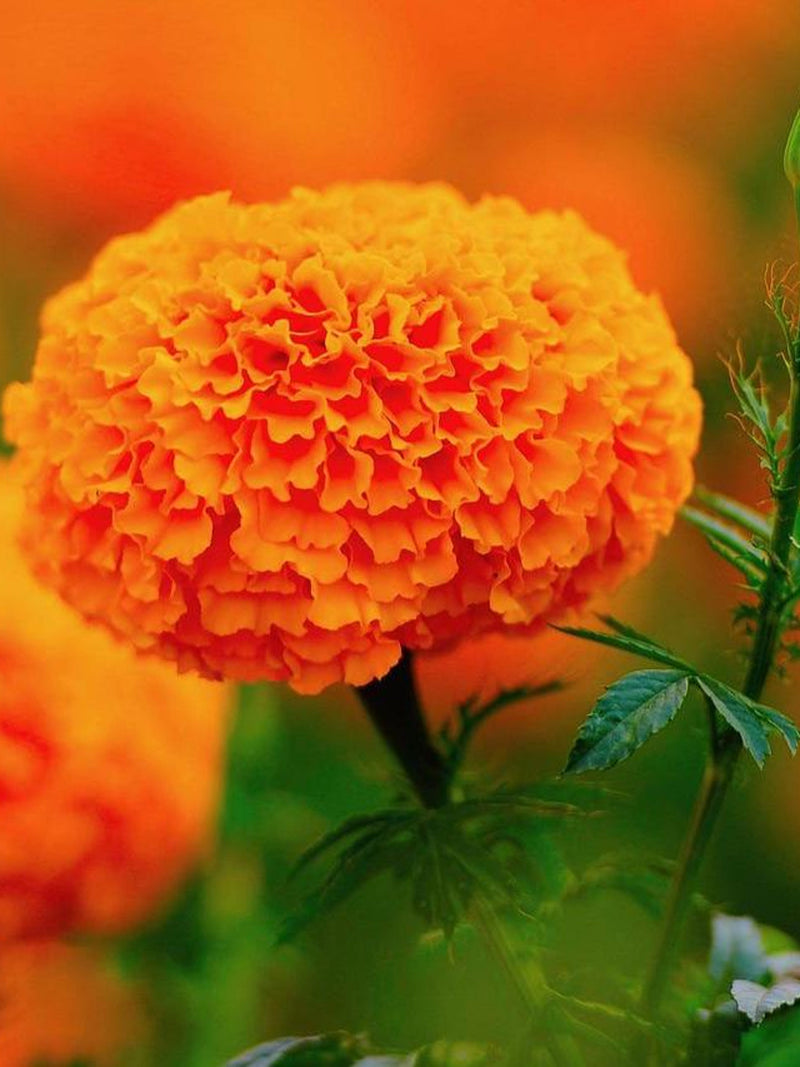 80+ KEES ORANGE MARIGOLD Seeds - Tagetes erecta / African Marigold / Container / Orange Flowers / Cut Flowers / Pollinator Friendly FLOWER DELIVERY