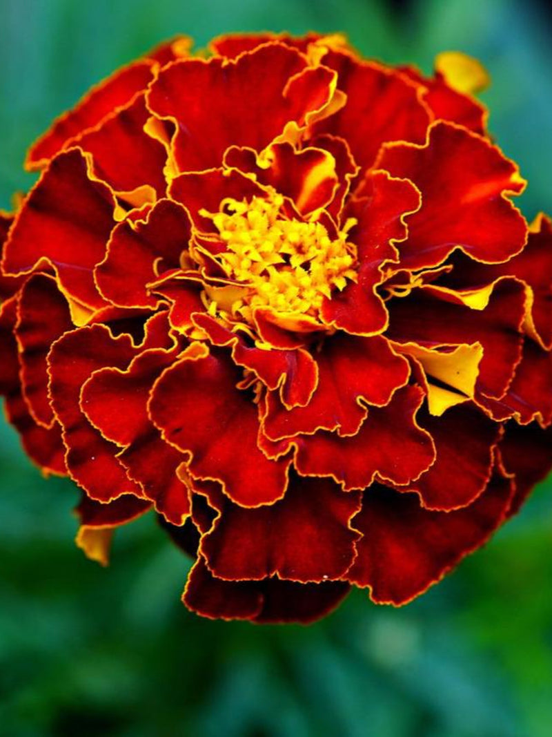 80+ RED CHERRY MARIGOLD Seeds - Tagetes patula / French Marigolds / Container / Pollinator Friendly / Dwarf Marigolds / Non Gmo flower seeds