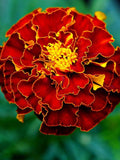 80+ RED CHERRY MARIGOLD Seeds - Tagetes patula / French Marigolds / Container / Pollinator Friendly / Dwarf Marigolds / Non Gmo flower seeds