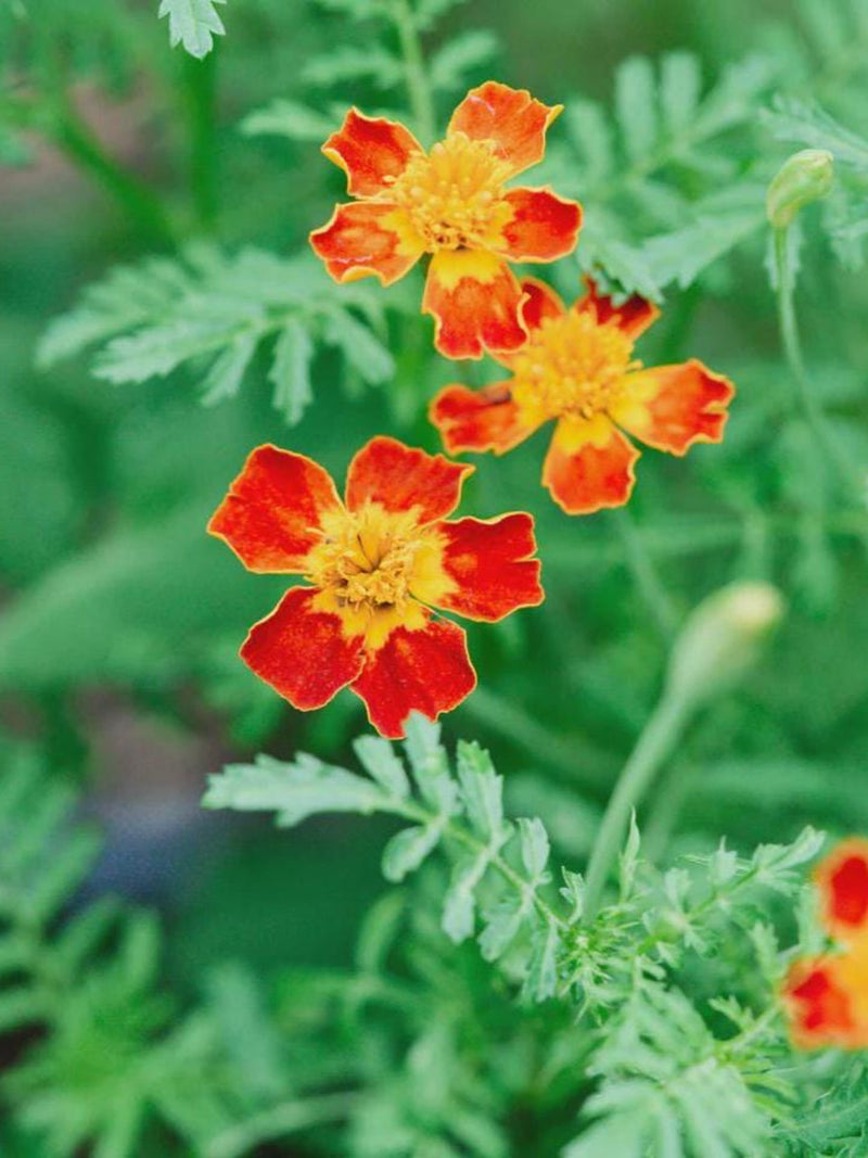 80+ STARFIRE MARIGOLD MIX Seeds - Tagetes tenuifolia / Edible Flowers / Container / Pollinator Friendly / Non Gmo / Rare Marigolds flower spore