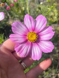 Daydream Cosmo 25 or 50 Seeds/Easy to grow/Drought tolerant cut flower flower spore