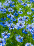 75+ Anti-Slug Flower mixÉ. Great for flower and vegetable beds flower spore