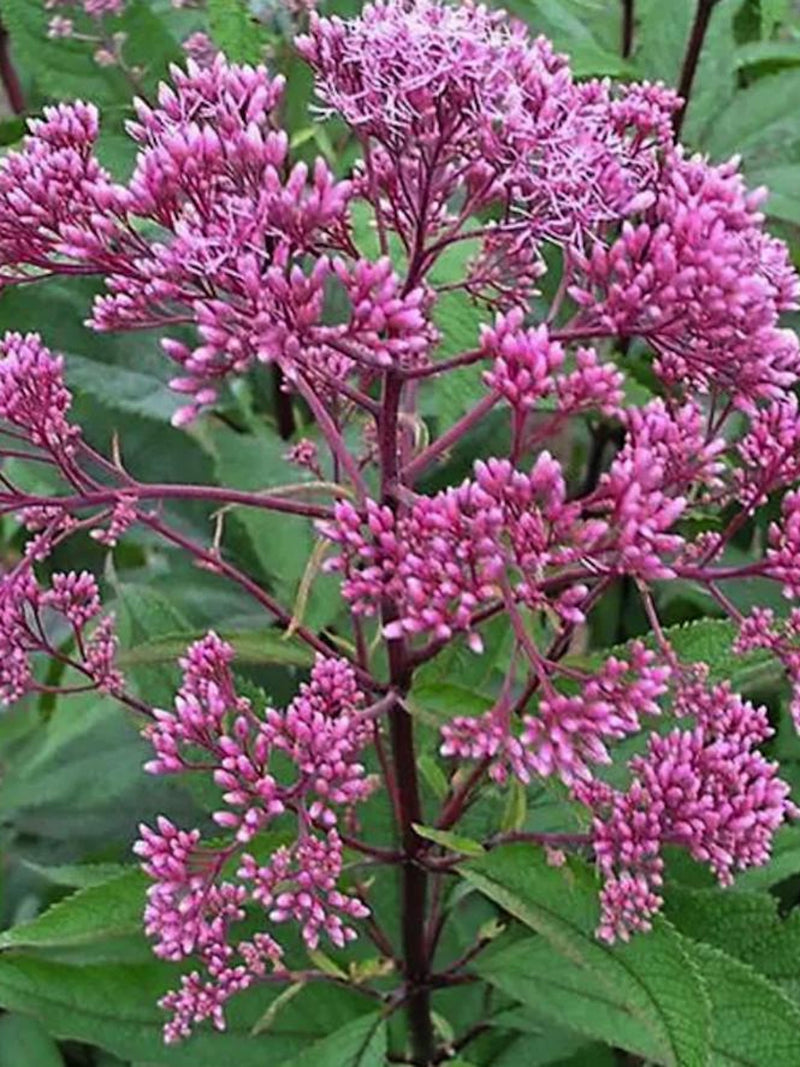 50+ Sweet Joe Pye Weed(Eutrochium purpureum) Ontario Native Wildflower flower spore