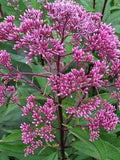 50+ Sweet Joe Pye Weed(Eutrochium purpureum) Ontario Native Wildflower flower spore