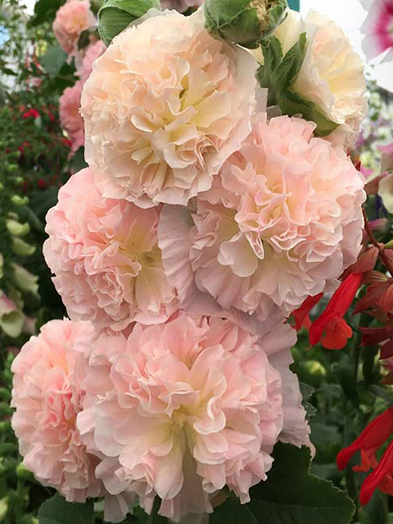 10 or 20 Ruffled Pom Pom Peach Parfait Hollyhock Seeds FLOWER DELIVERY