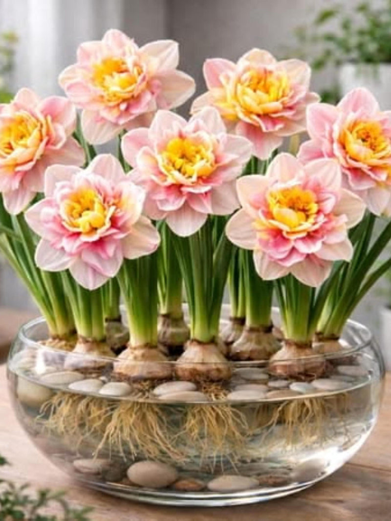 Pre-Chilled Spring Empress Daffodil Bulbs Ð Indoor Forcing (5) flower spore