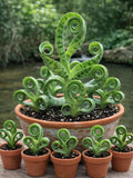 Rare Mixed Mini Succulent Seeds Ð 200 Seeds for Bonsai & Ornamental Garden Plants seeds bulk