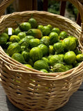 Big green garden egg seeds seeds bulk