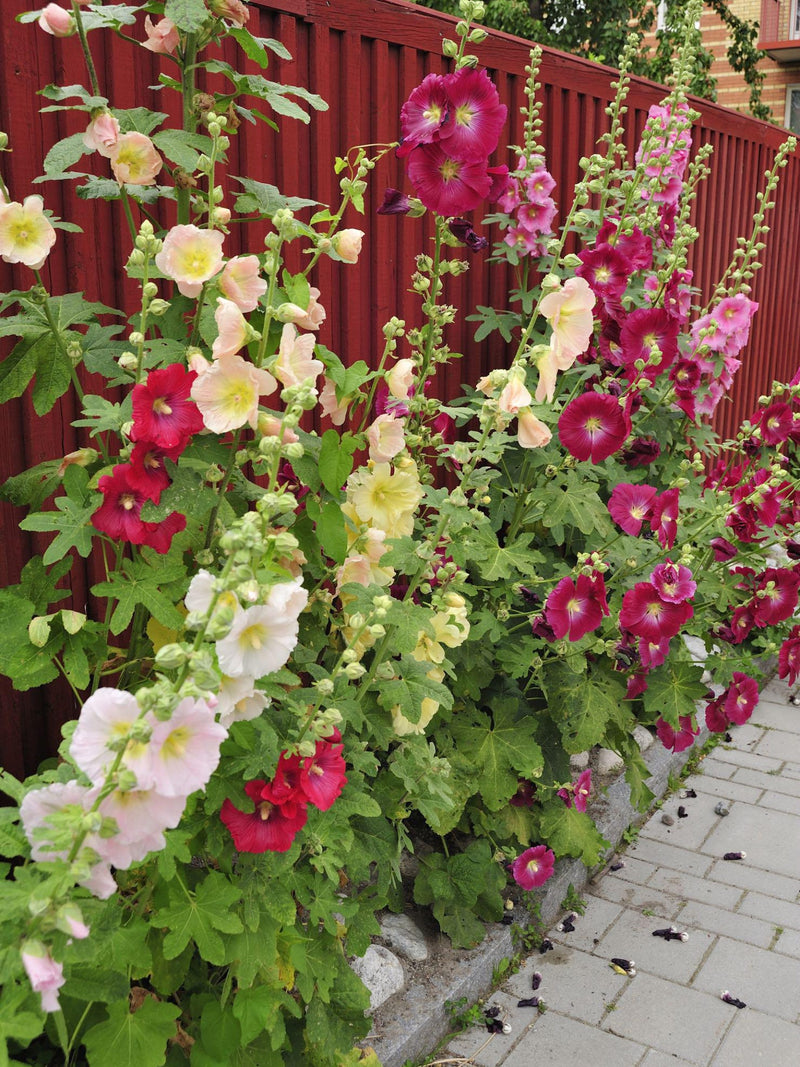 Classic Heirloom Hollyhock Flower Seeds Ð Alcea rosea | Single Mix Colors | Tall, Hardy Perennial | 20+ flower seeds