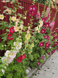 Classic Heirloom Hollyhock Flower Seeds Ð Alcea rosea | Single Mix Colors | Tall, Hardy Perennial | 20+ flower seeds