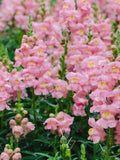 Snapdragon Rocket Pink, Cottage Garden, Cut Flower For Bouquet, 30 Seeds flower spore