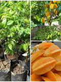 Starfruit Dewi Grafted Seedling Free Phytosanitary Certificate DHL Shipping flower spore