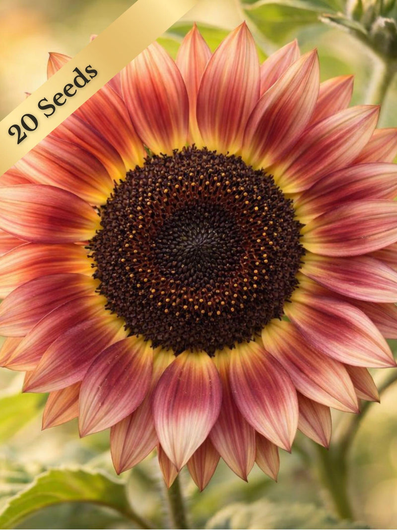 Strawberry Blonde Sunflower Seeds - Rare Bicolor - 10 or 20 Seeds - Canadian Specialty Variety flower seeds
