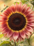 Strawberry Blonde Sunflower Seeds - Rare Bicolor - 10 or 20 Seeds - Canadian Specialty Variety flower seeds