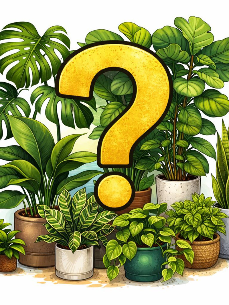 Mystery Plant Cutting Bundle | Surprise Houseplant Cuttings | 3 cuts | Philodendron, Pothos, Hoya | Starter Plant Pack faux plants