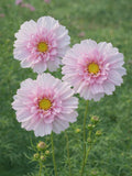 Double Click Bicolour Pink cosmos , 15 or 25 seeds flower spore