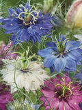 25 or 50 Love in a Mist/Nigella "Miss Jekyl" Seeds flower spore