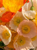 50/100/150/200/ Large Cup Mixed Iceland Poppy Seeds / Flower Seeds  / Pastel Mix Poppy / Cut Flower Bouquet /English Garden (C3) F flower seeds
