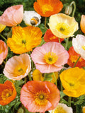 50/100/ Large Cup Poppy Flower Seeds  / Mixed Iceland Poppy / Patel Orange Poppy Mix /  Spring and Fall Planting / (C3) F flower seeds