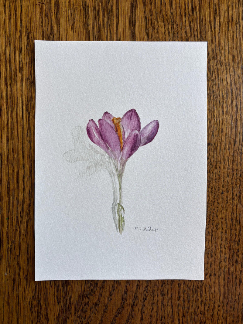 Crocus in bloom watercolor art, unframed 5x7 art print house warming flower
