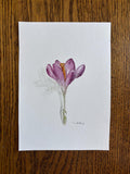 Crocus in bloom watercolor art, unframed 5x7 art print house warming flower