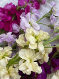 Stock - Matthiola incana Formula Mix , fragrant flowers, Cottage Garden, 50 Seeds flower spore