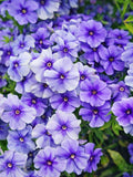 Annual Blue Phlox Seeds, Cottage Garden Flower, easy to grow, 40 seeds flower seeds