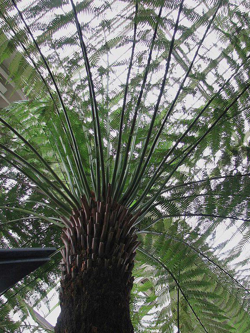 Dicksonia antartica | Soft Tree Fern | 250 Spores flower spore