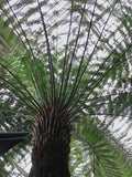 Dicksonia antartica | Soft Tree Fern | 250 Spores flower spore