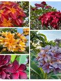 Plumeria rubra (Frangipani) Mixed Colour Seeds Ð Tropical Fragrant Blooms, 10_100 fresh seeds seeds bulk