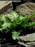 Artificial Silk Bracken Fern Reptile Snake Decor Plant Fake | SRP598-M faux plants