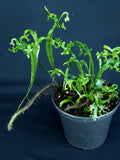 Microsorum sp. 'Indonesia' flower spore