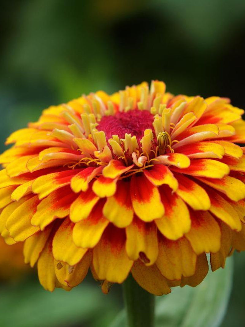 25+ SALSIANDO ZINNIA MIX Seeds - Z Elegans / Cut Flower Garden / Pollinator Friendly / Easy Grow Gardens / Container / Macarenia Zinnia seeds bulk