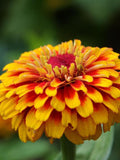 25+ SALSIANDO ZINNIA MIX Seeds - Z Elegans / Cut Flower Garden / Pollinator Friendly / Easy Grow Gardens / Container / Macarenia Zinnia seeds bulk