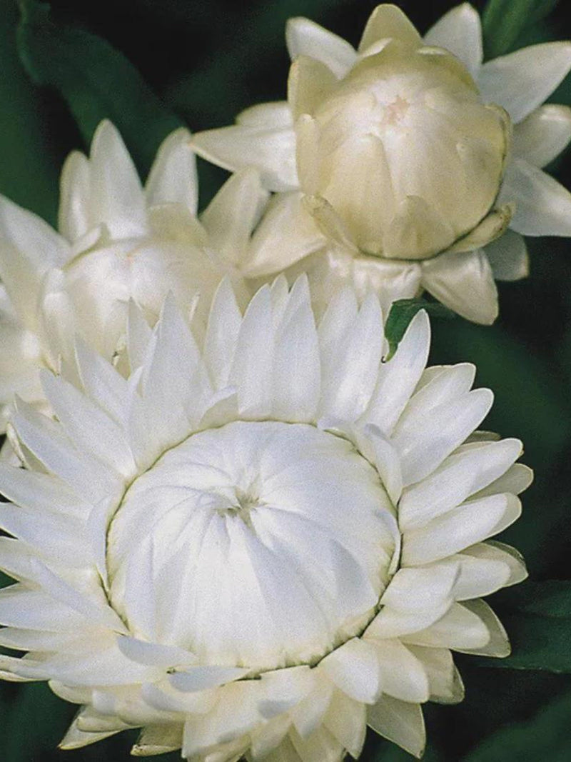 50+ SWISS GIANT WHITE Strawflower Seeds - H Bracteatum / Helichrysum / Everlasting Flower / Cut Flower Garden / Pollinator Friendly FLOWER DELIVERY