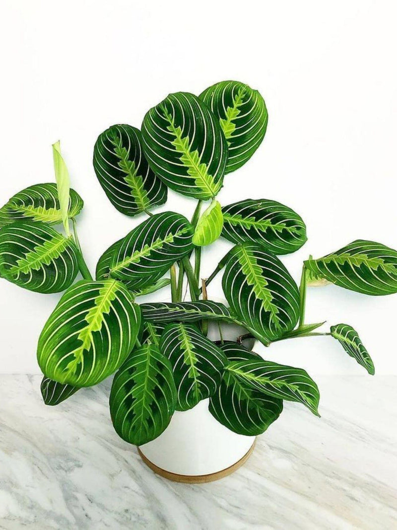 Prayer plant maranta cutting houseplant with dark green leaves and bright lime veins in pot